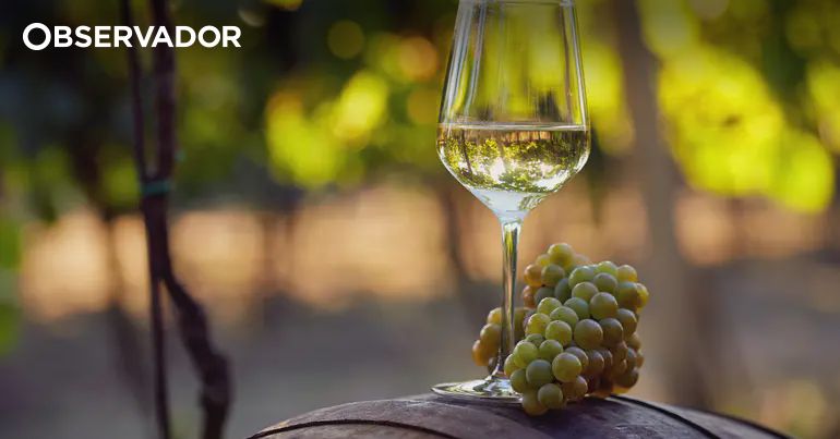 Algarve Wine Production Plummets 10% Due to Climate Instability - Record Growth Threatened