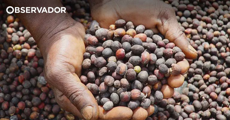 Café a preço recorde devido a menor produção no Brasil e política comercial dos EUA