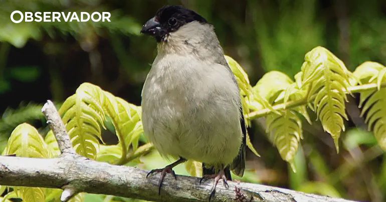 Portugal: Azores conservation efforts stabilize population of endangered Priolo bird