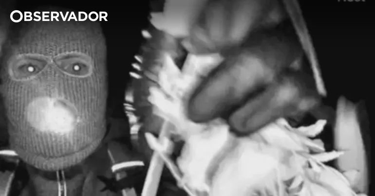 FBI dobra recompensa para pistas sobre Nancy Guthrie – Observador