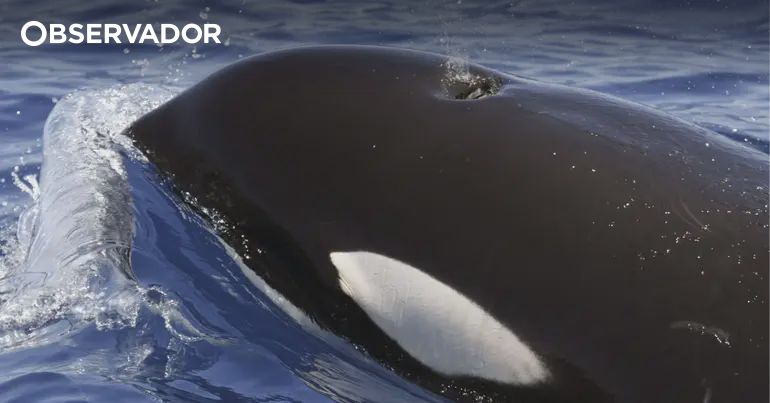 Unraveling the Mystery: Why Are Orcas 'Attacking' Boats Off Portugal's Coast?