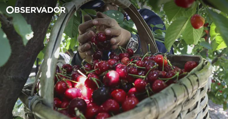 Университет UTAD запустил проект BIOsCherry по тестированию биоактиваторов для повышения устойчивости и урожайности вишневых садов Португалии