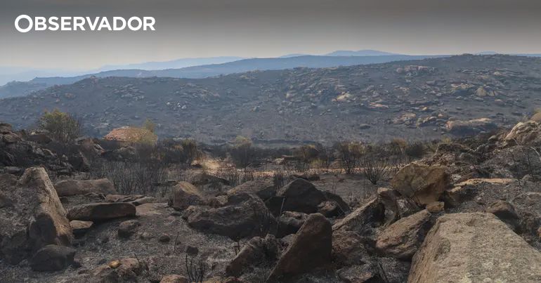 Experts Reveal How to Combat the Mega Wildfires Becoming Common in Portugal