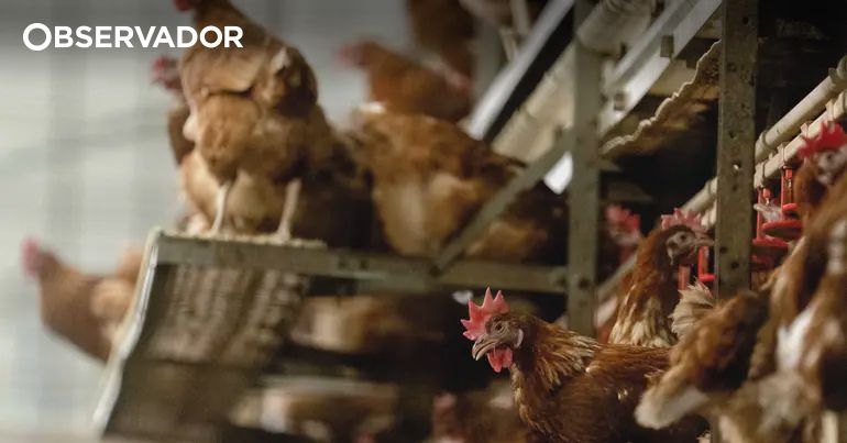Criadores obrigados a registar galinhas poedeiras em setembro