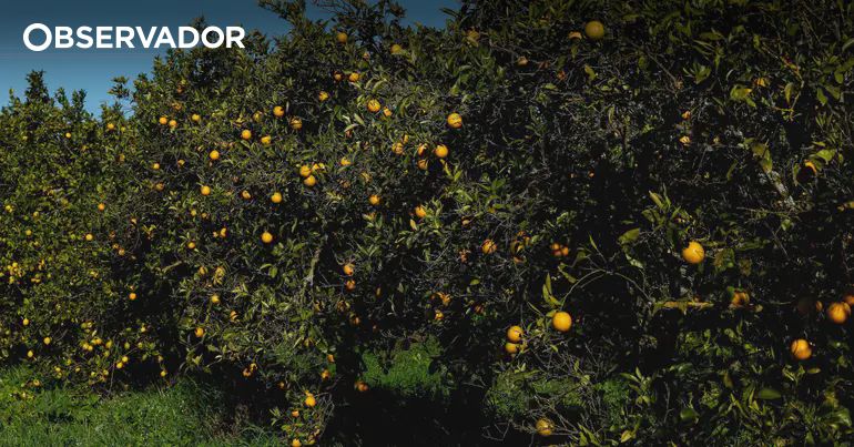 Algarve's Citrus Industry Launches Major International Push to Showcase Protected Geographical Indication in Four Key Markets