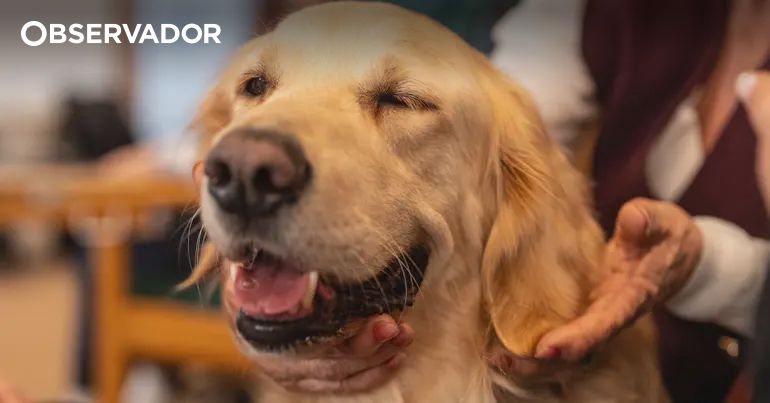 Portugal: Parliament approves new animal protection laws