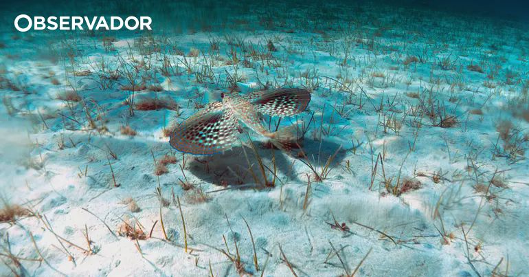 Portugueses provam que peixe falso-voador comunica por sons – Observador Portugueses provam que peixe falso-voador comunica por sons – Observador