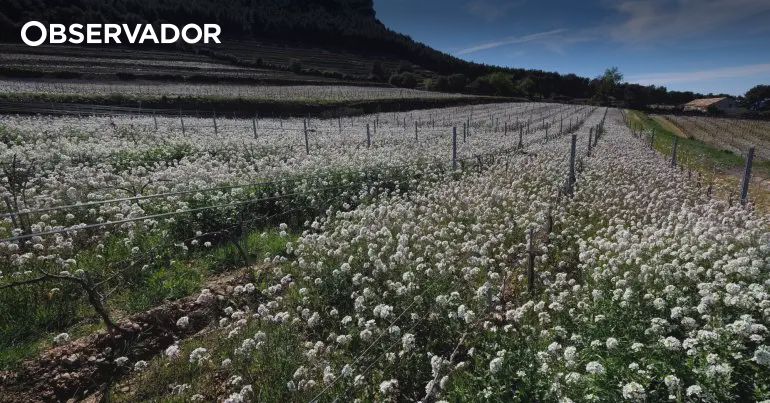 Não se preocupe com este início gelado da primavera. Ela vai acabar bem quente e seca