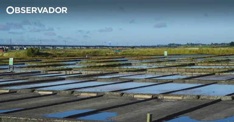Investimento de 1,6 milhões de euros para reativar salina para o turismo na figueira da foz