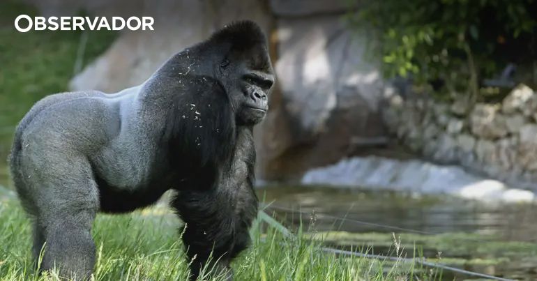 Amizades e Vida Social Impactam a Saúde dos Gorilas: Novo Estudo Revela Conexões Surpreendentes