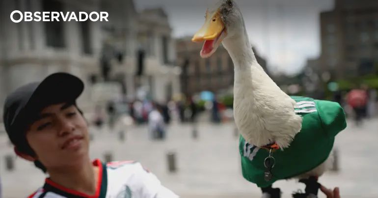 Pato Merlin Merlin, o pato que se tornou a mascote viral do México – Observador