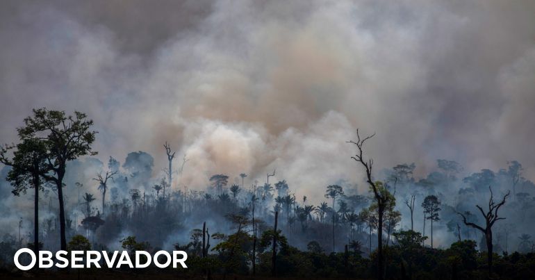 Governo brasileiro proíbe queimadas em todo o país. Decreto-lei prevê proibição durante 60 dias