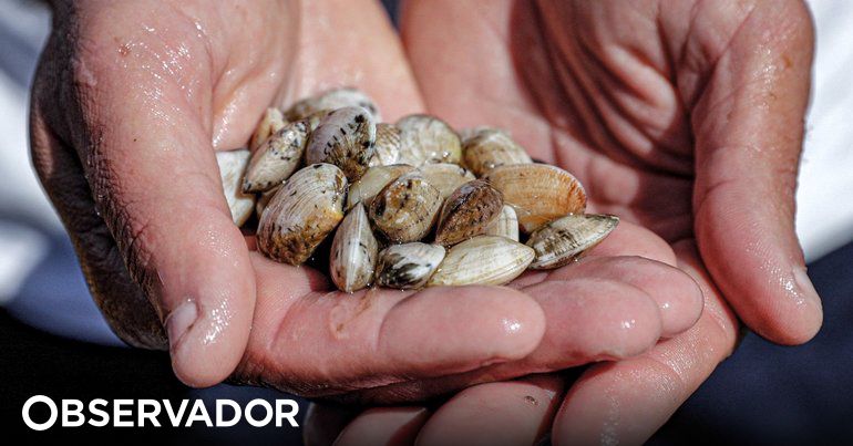 A amêijoa-japónica do Tejo, uma experiência que pode ser letal - Life  Invasaqua