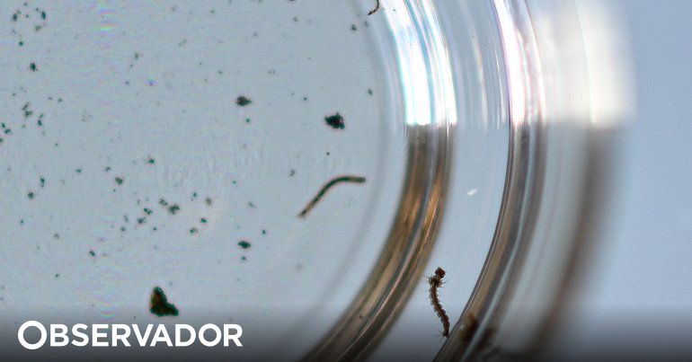 Estudo revela que vacina brasileira em teste contra a dengue tem 79,6% de eficácia