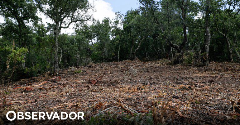 Homem de 76 anos encontrado morto em zona de mato em Gondomar