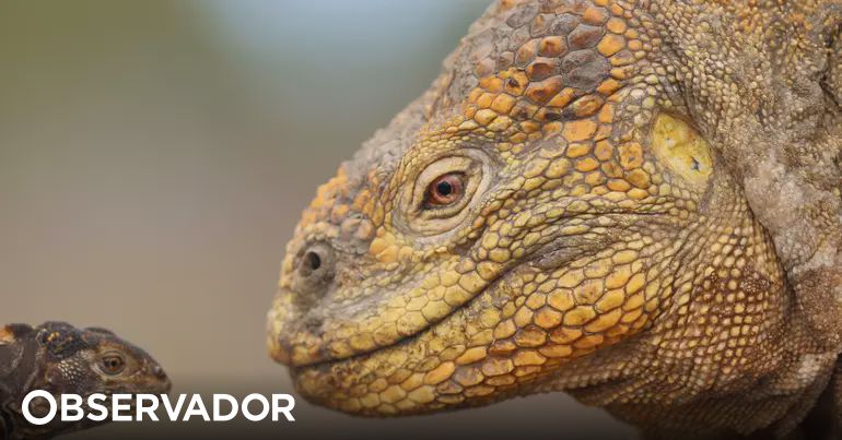 População de iguanas amarelas em vias de extinção nas Galápagos está em recuperação