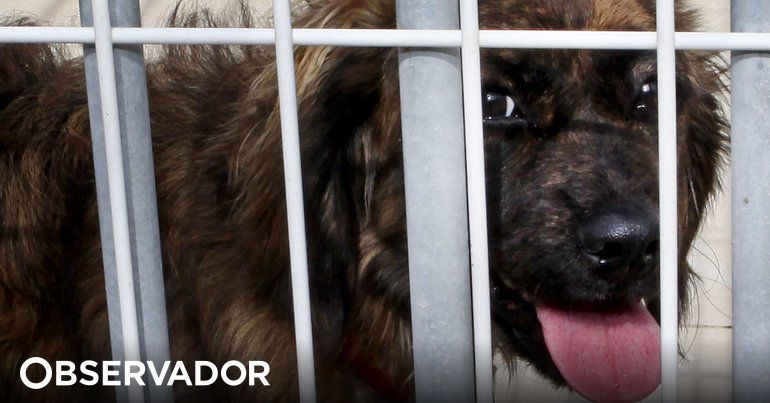 GNR da Guarda elaborou 130 contraordenações relacionadas com animais de companhia