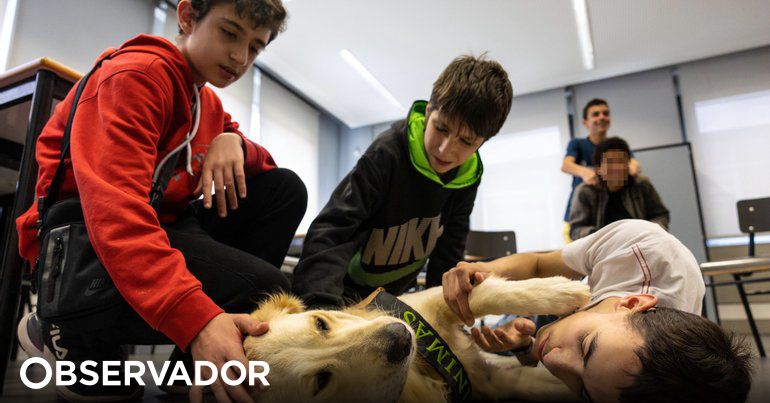 Projeto de cães de assistência faz alunos de Gaia melhorar desempenho escolar