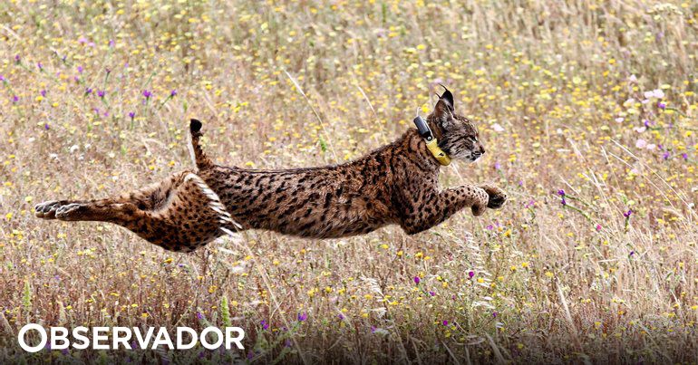 Parque de Biológico de Gaia recebe até ao final do ano dois linces-ibéricos