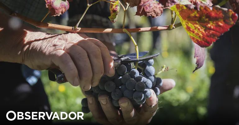 Douro Winemakers Urge President to Address Crisis: A Call for Immediate Action