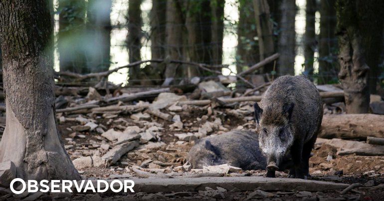 Portugal com sobrepopulação de javalis tem de reduzir número de animais