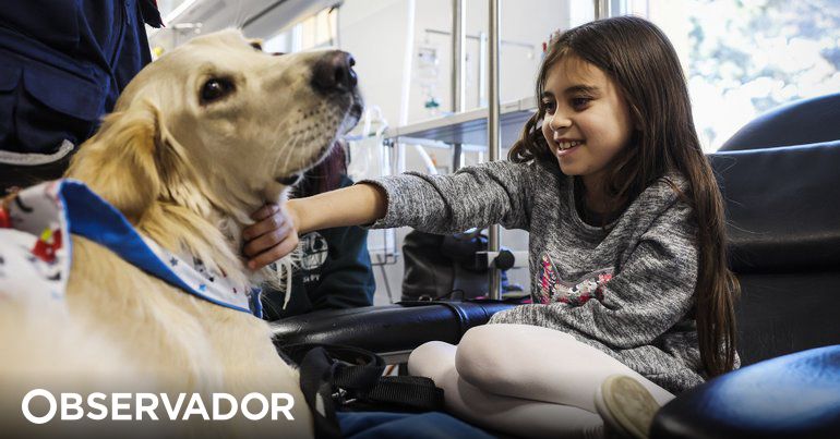 Constituição: partidos concordam em consagrar bem-estar animal na Lei Fundamental