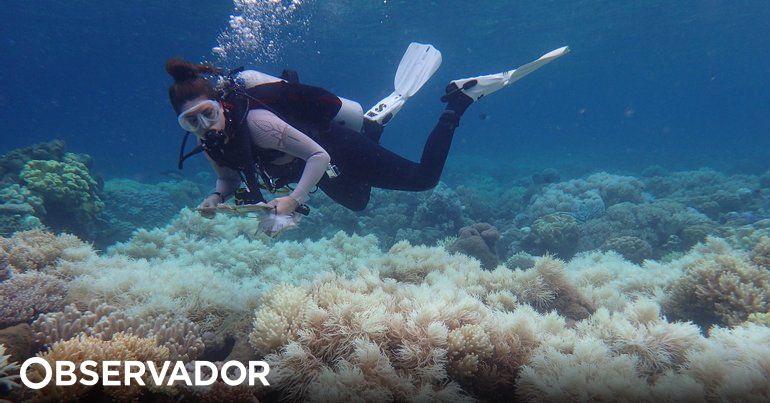 Grande Barreira de Coral da Austrália afetada pelo pior episódio de branqueamento, alerta Governo