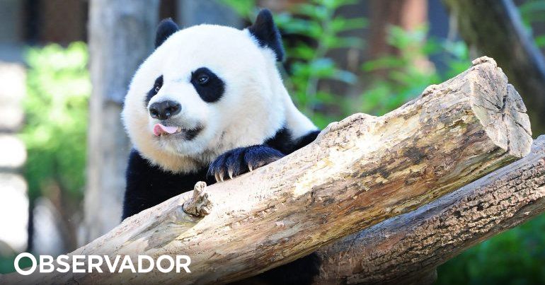 Panda gigante não está mais ameaçado de extinção