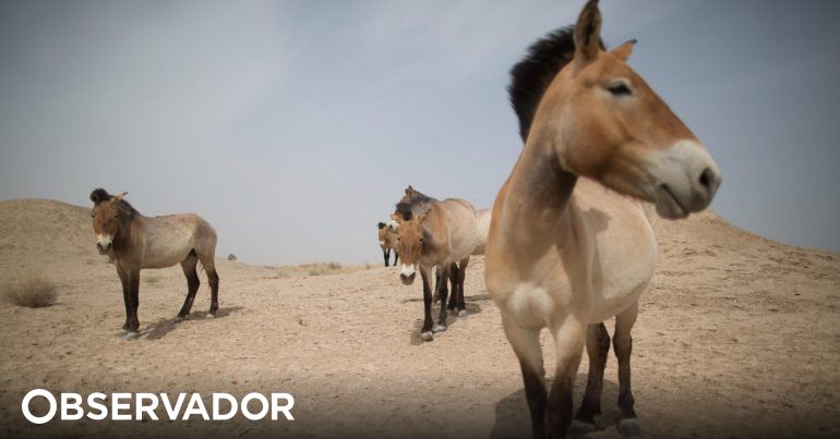 Planeta Animal - Cavalos 