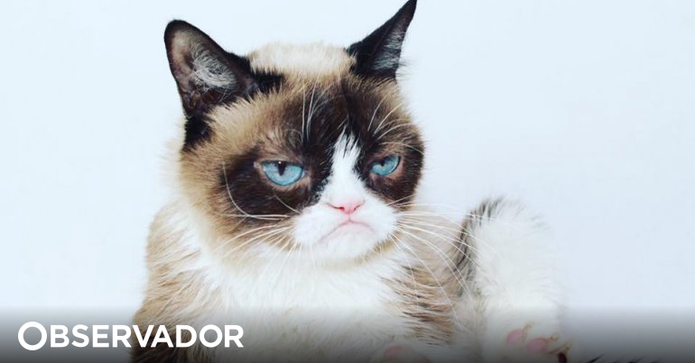 Morre 'Grumpy Cat', a gata celebridade da internet, protagonista de