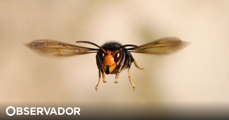 Armadilhas do padrão: a perigosa busca por um ideal de beleza