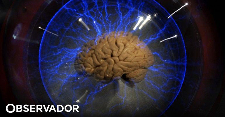 Acabar com os mitos: usamos o cérebro todo – Observador