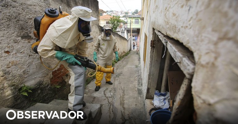 Brasilien verzeichnet zum ersten Mal mehr als 1.000 Dengue-Todesfälle in einem Jahr – Observer