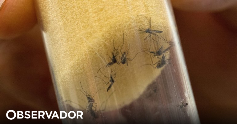 The World Health Organization considers the outbreak of dengue fever in Brazil a “major challenge” – Observer