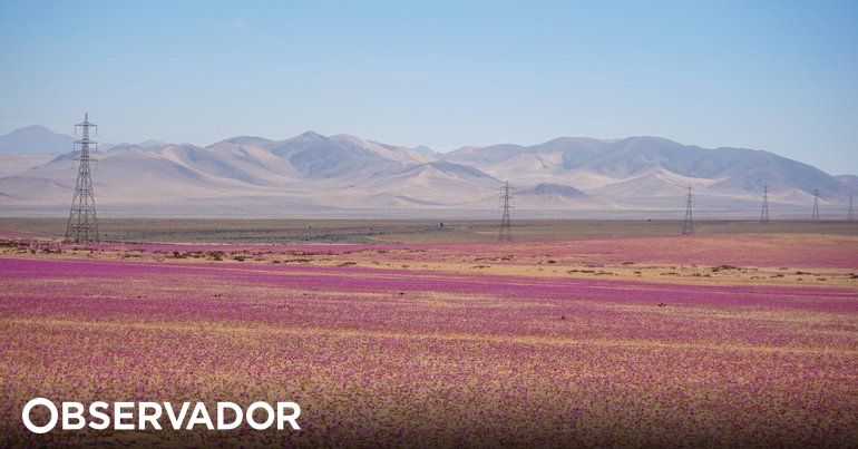 El desierto más árido del mundo vuelve a llenarse de flores – observadores