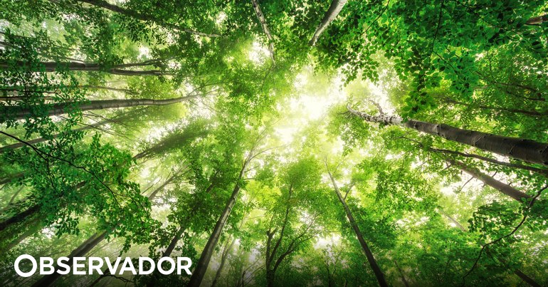 Spezialisten stellen in Luso – Observer Studien zu den Auswirkungen von Wäldern auf die Gesundheit vor