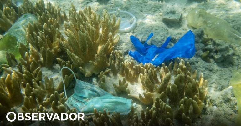 “Expedición a vela” quiere hacer un “mapa de basura marina” en Portugal y España – Observer